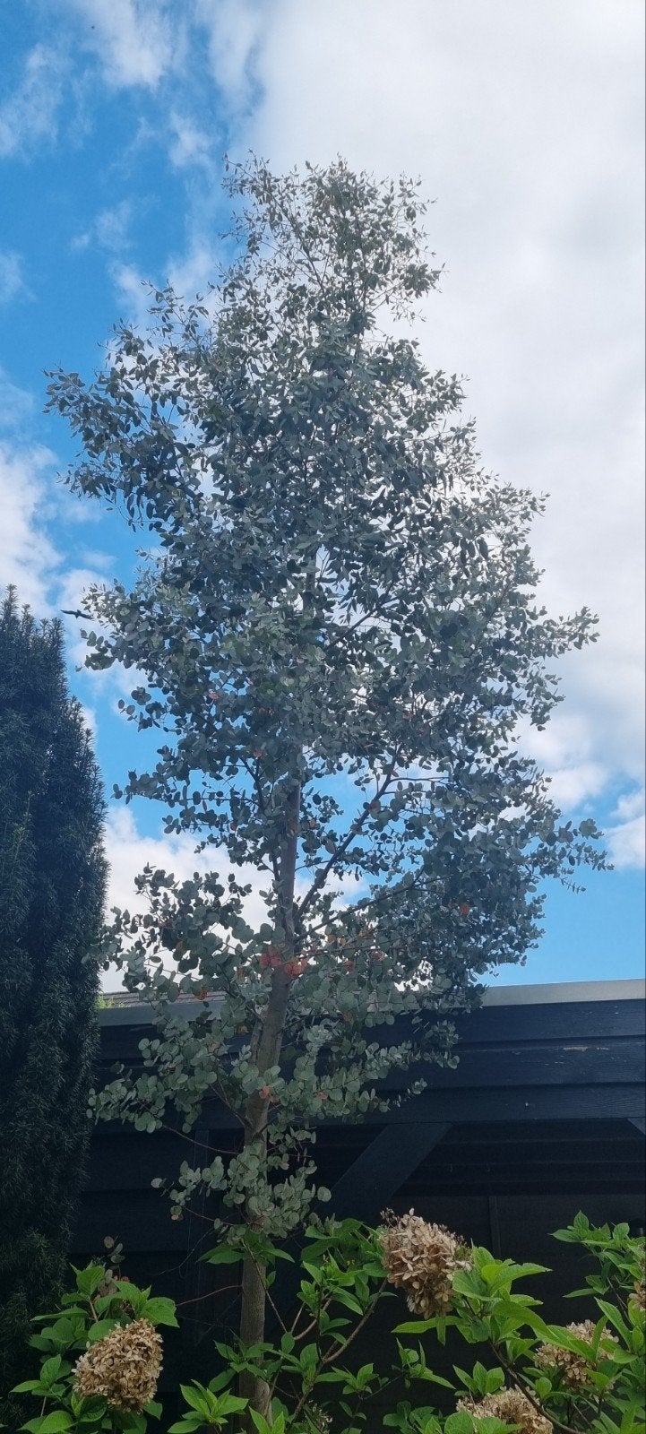 Eucalyptusboom gratis af te halen (zelf uitgraven), Tuin en Terras, Planten | Bomen, Bloeit niet, Overige soorten, 400 cm of meer