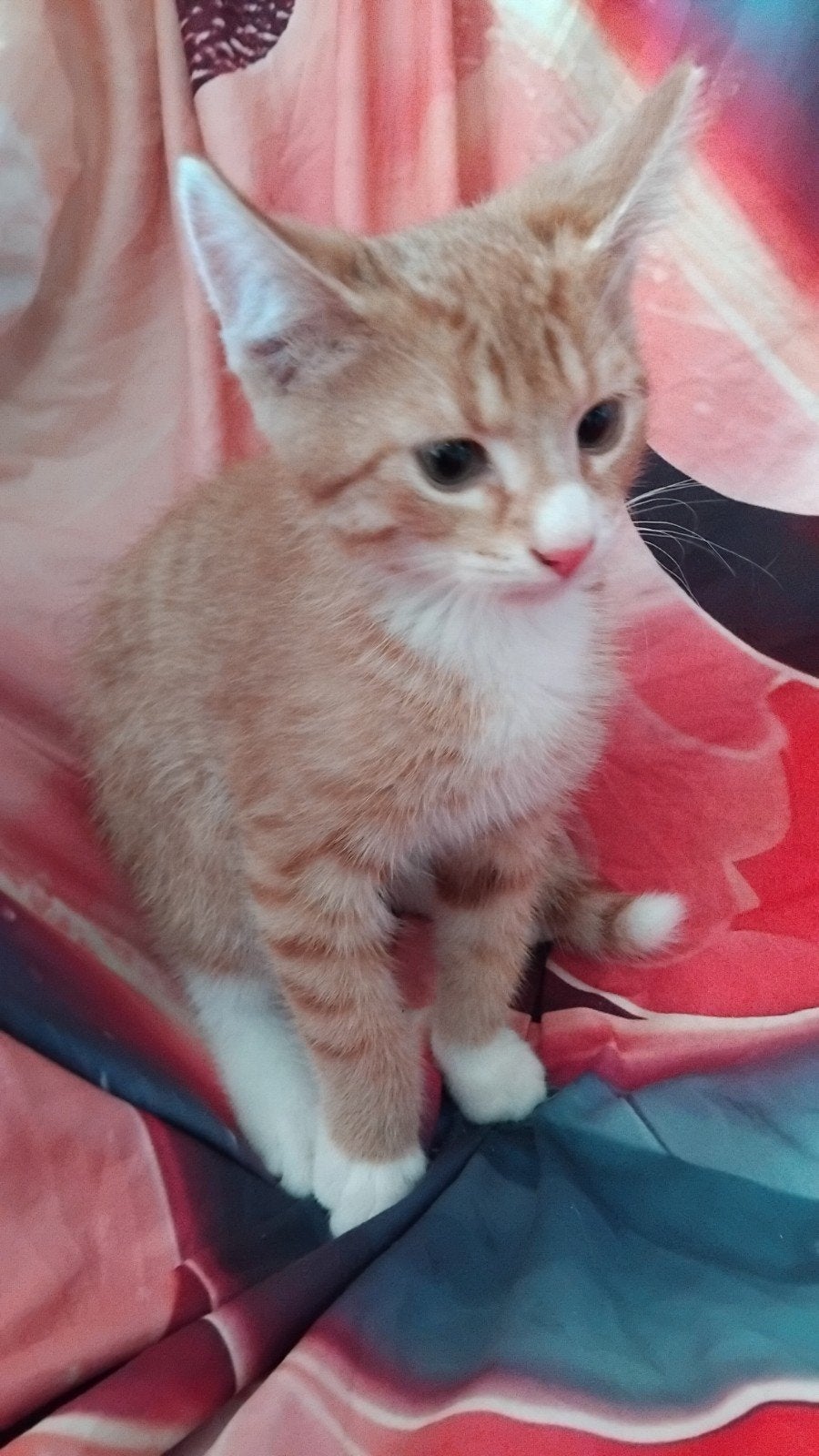 Te koop rode kitten ( kater ), Kater, Kortharig, 0 tot 2 jaar