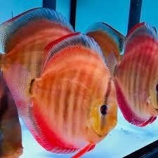 San Merah Discus - ca 12 cm - Koidream Valburg, Dieren en Toebehoren, Vis, Zoetwatervis