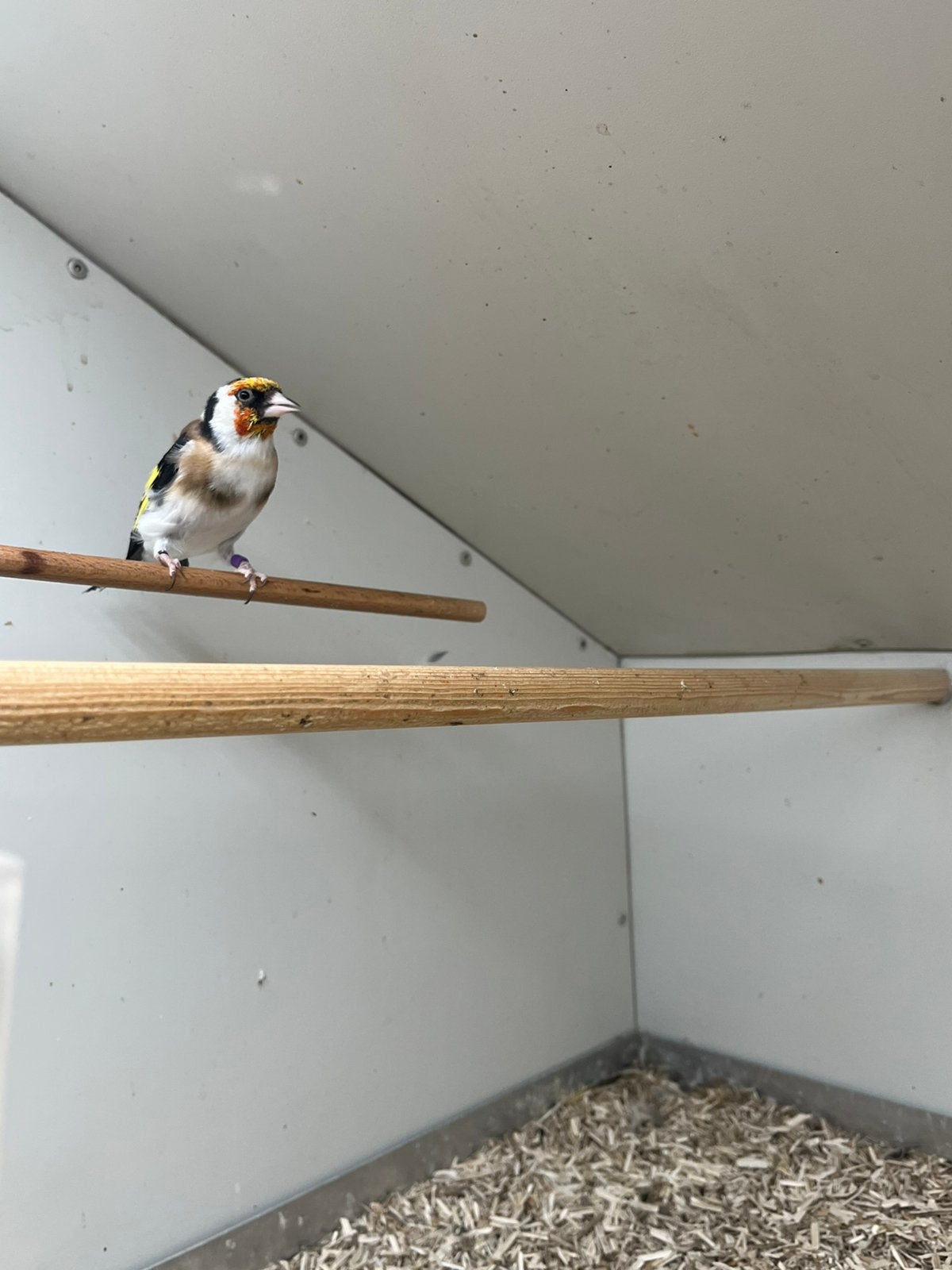 3-0 Majoor Putter Wildkleur, Dieren en Toebehoren, Vogels | Overige Vogels, Meerdere dieren, Wildzangvogel, Geringd