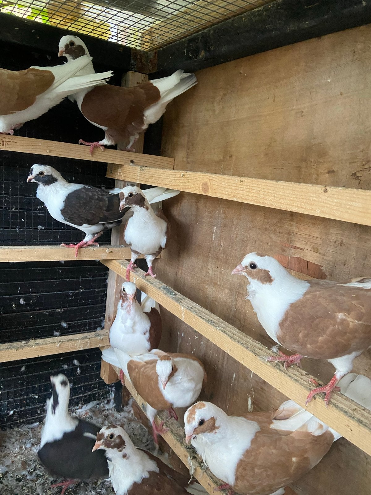 Duiven en vogel, Meerdere dieren, Overige soorten