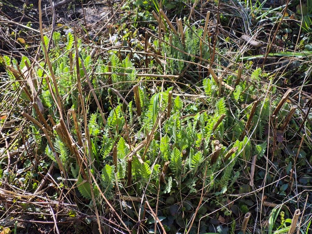Geel Duizendblad - Achillea Filipendulina, Ophalen, Overige soorten, Volle zon