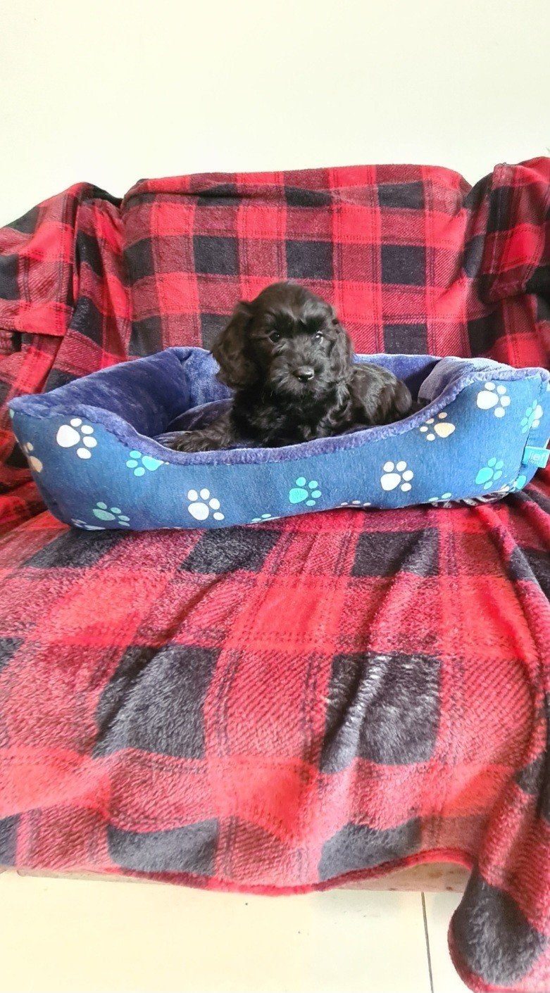 Ruwhaar dwergteckel x dwergpoedel puppies, Doxiepoo!, Parvo, 8 tot 15 weken, Meerdere, Meerdere dieren