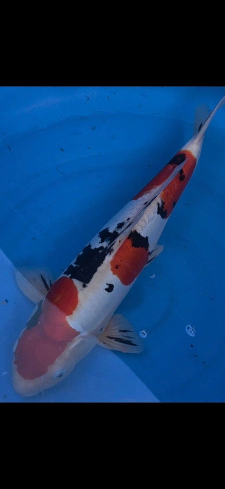 Doitsu Sanke, Dieren en Toebehoren, Vissen | Vijvervissen, Karper of Koi