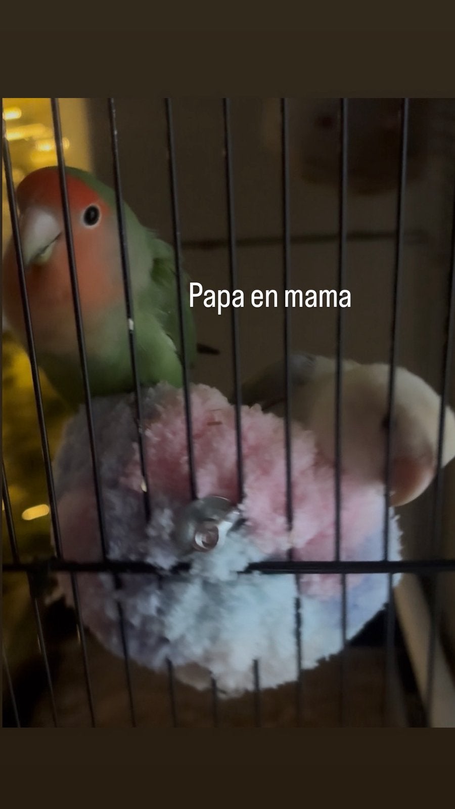 3 baby dwergpapegaai, Geslacht onbekend, Dwergpapegaai of Agapornis