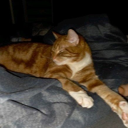 Kattenoppas gezocht periode 12 augustus tot 28 augustus, Diensten en Vakmensen