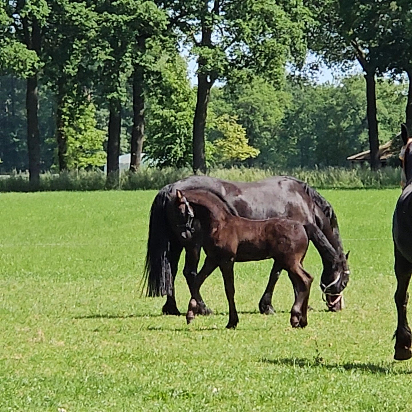 Fries hengstveulen super papier., Dieren en Toebehoren, Hengst, Dressuurpaard, 0 tot 2 jaar