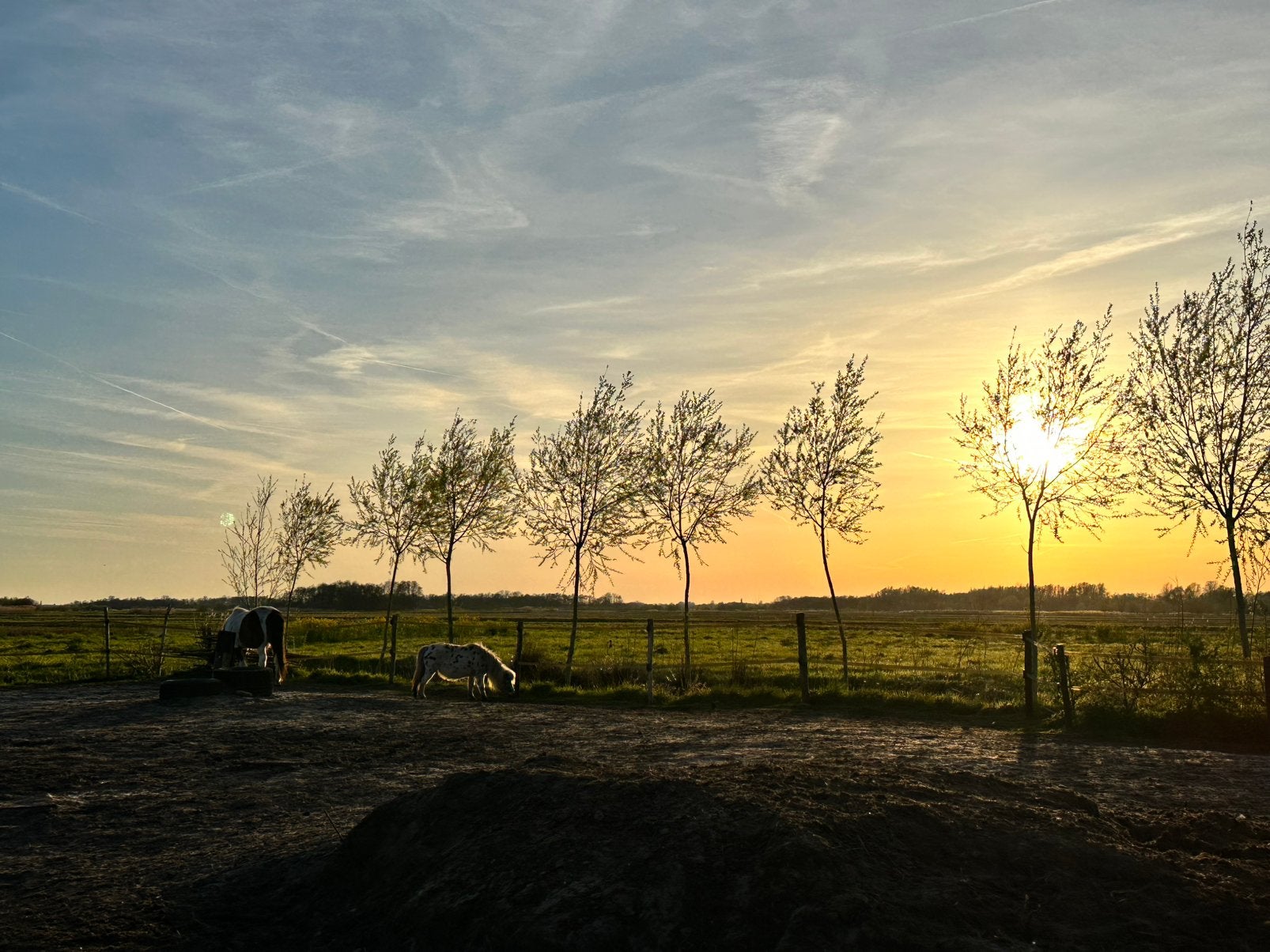 24/7 paddock met schuilmogelijkheid op privéterrein, Dieren en Toebehoren, Stalling en Weidegang