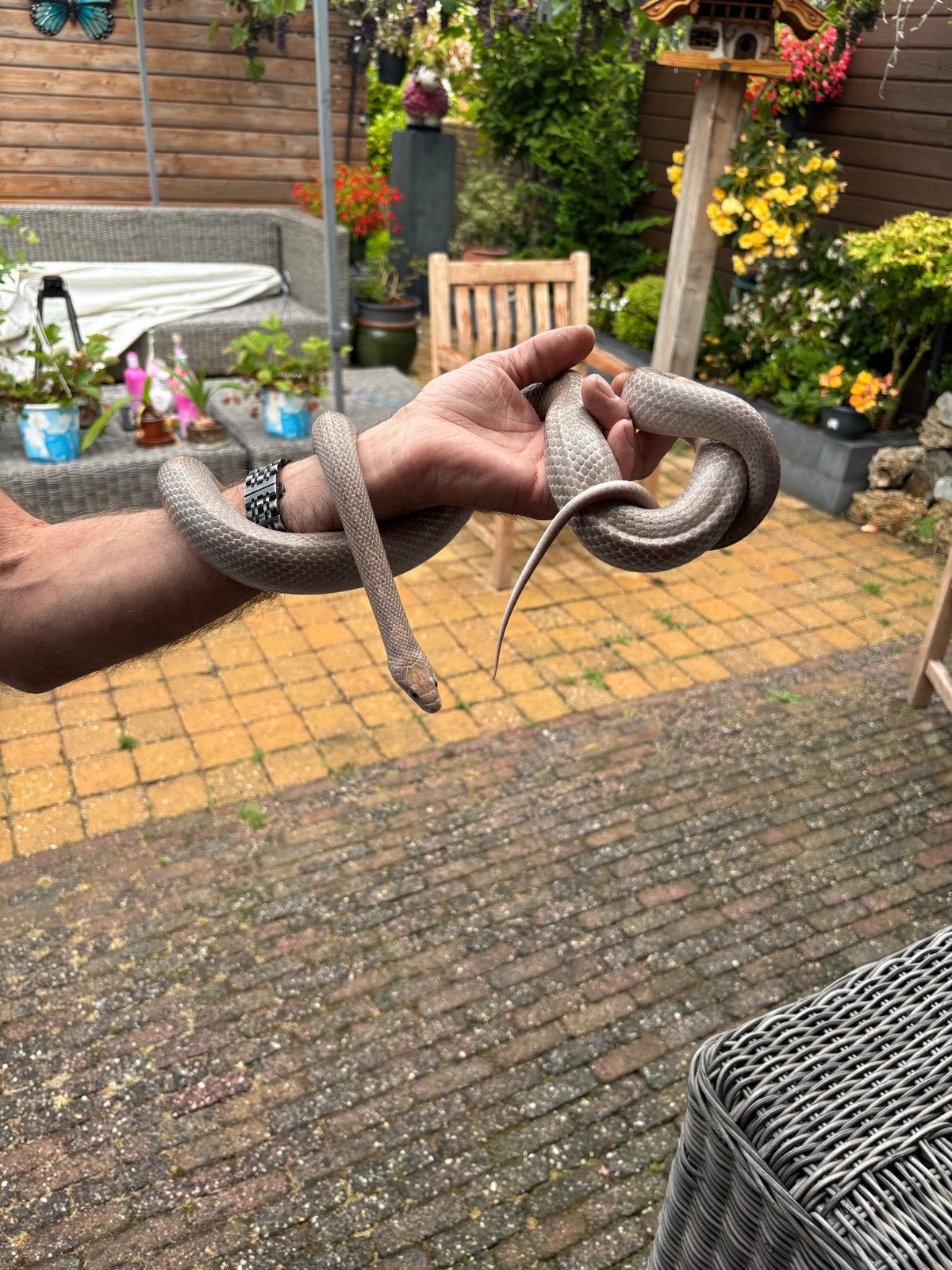 Te koop een mooie rattenslang Rat Snake photo 4