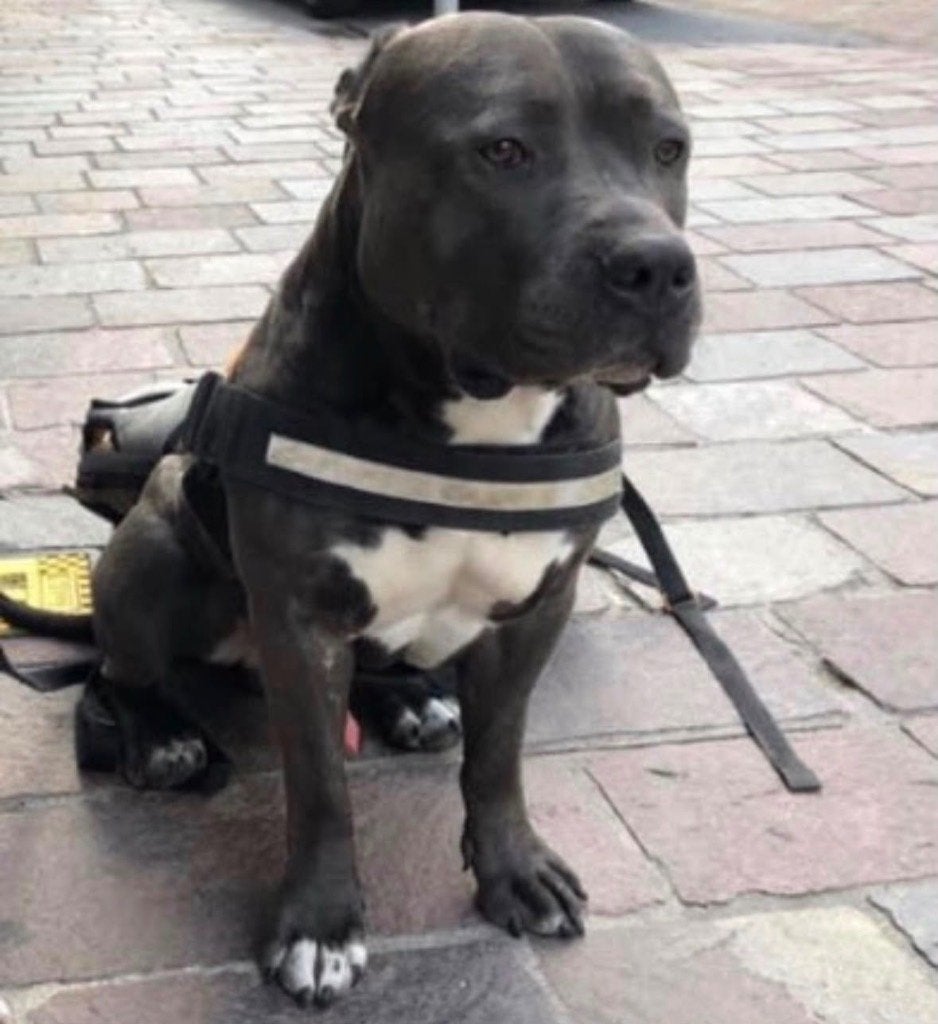 Hond, Dieren en Toebehoren, Honden | Herdershonden en Veedrijvers, 6 jaar of ouder, België, Particulier, Reu