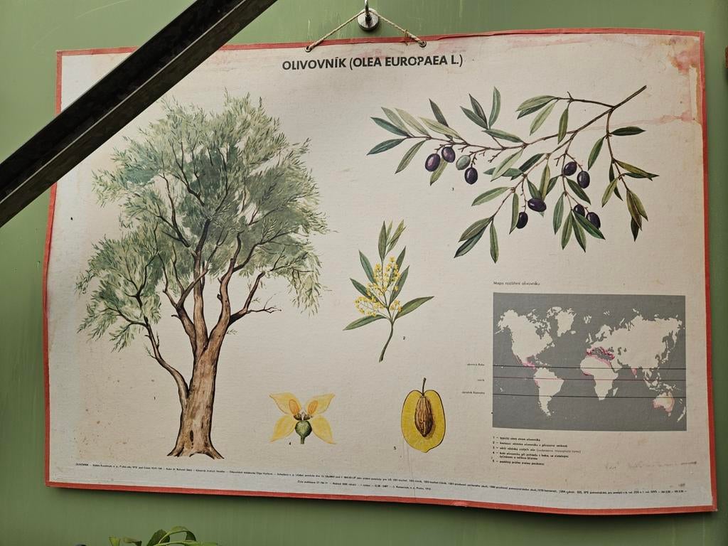 Oude Schoolkaart 95x65 cm Olijf, Ophalen of Verzenden, Aardrijkskunde