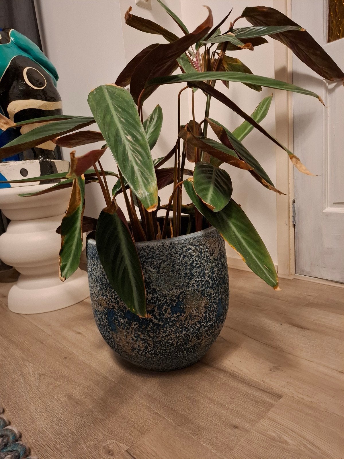 Kamerplant, Ophalen, Halfschaduw, Minder dan 100 cm