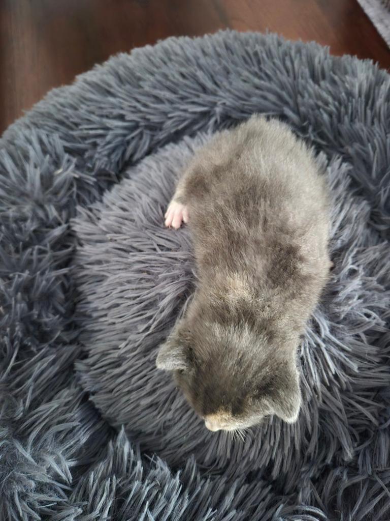 Kittens te koop, Dieren en Toebehoren, Meerdere dieren