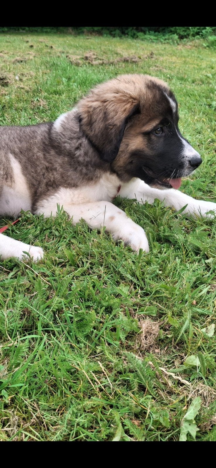 Pyreneeën  mastiff  pups, Overige rassen, 8 tot 15 weken, Parvo, Meerdere