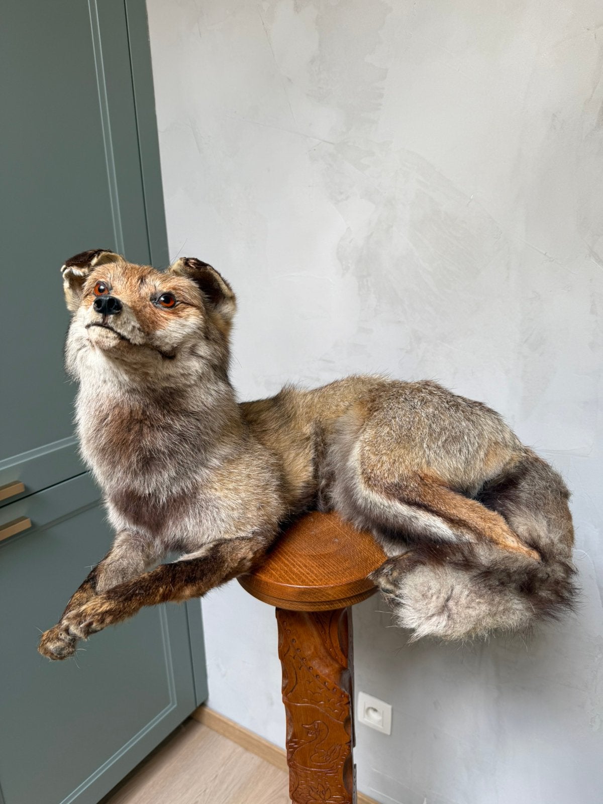 Opgezette vos Taxidermie, Ophalen