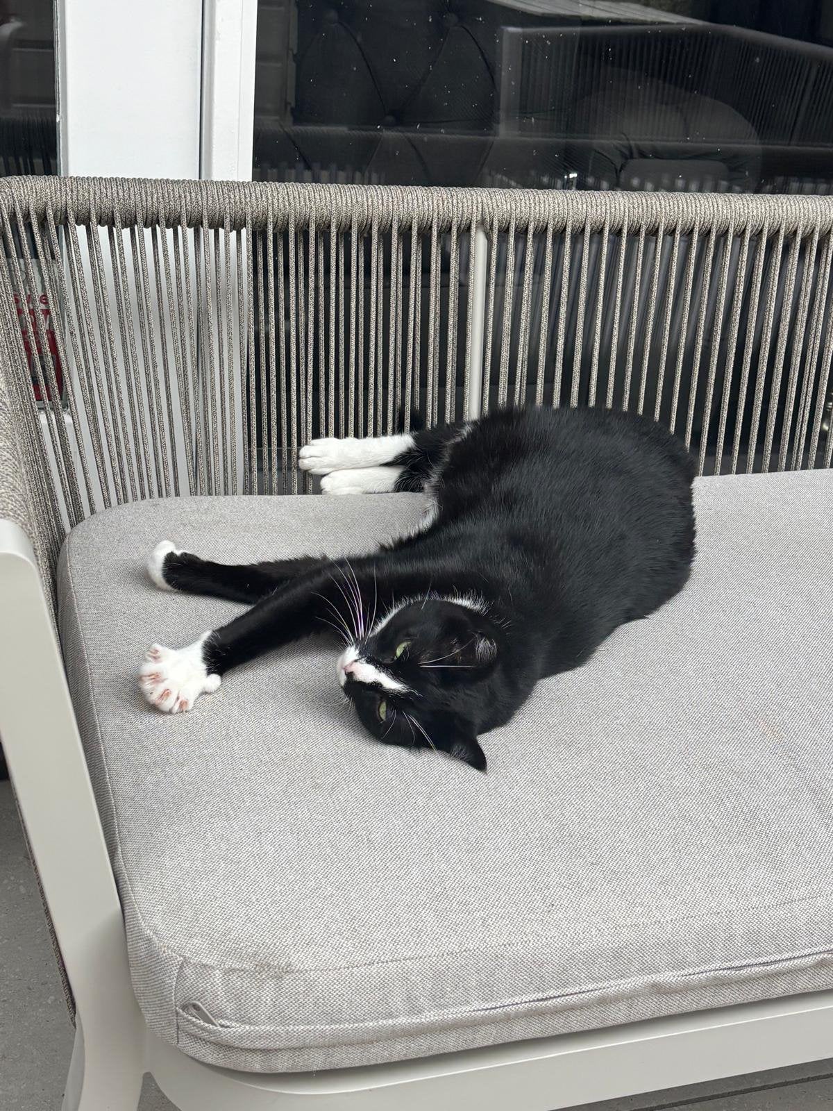 Milli & Millo amerikaanse kortharen, Dieren en Toebehoren, Katten en Kittens | Overige Katten, Poes, Kortharig, 3 tot 5 jaar