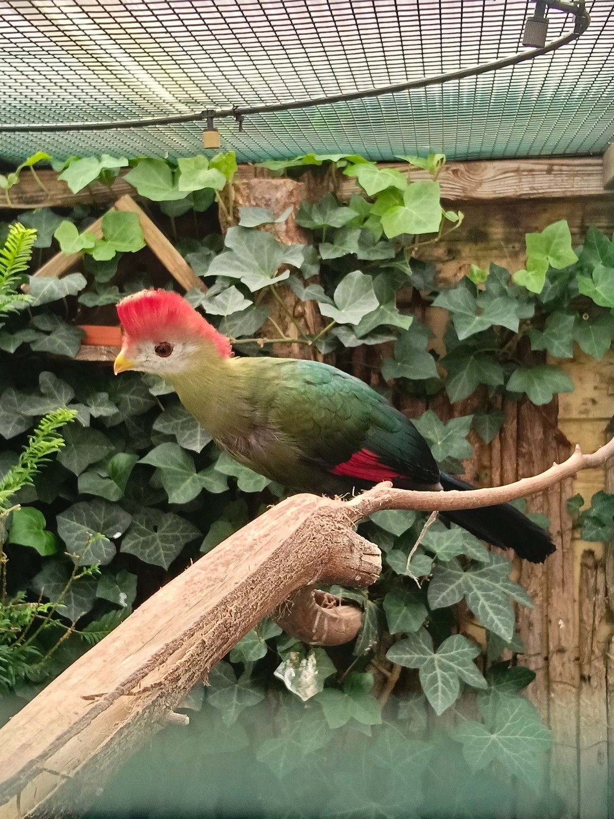 jonge Roodkuif toerako's mannen, Dieren en Toebehoren, Mannelijk, Geringd