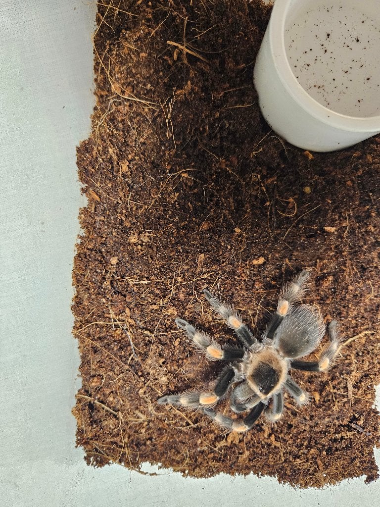 Brachypelma Hamorii Mexicaanse roodknievogelspin, Spin of Schorpioen
