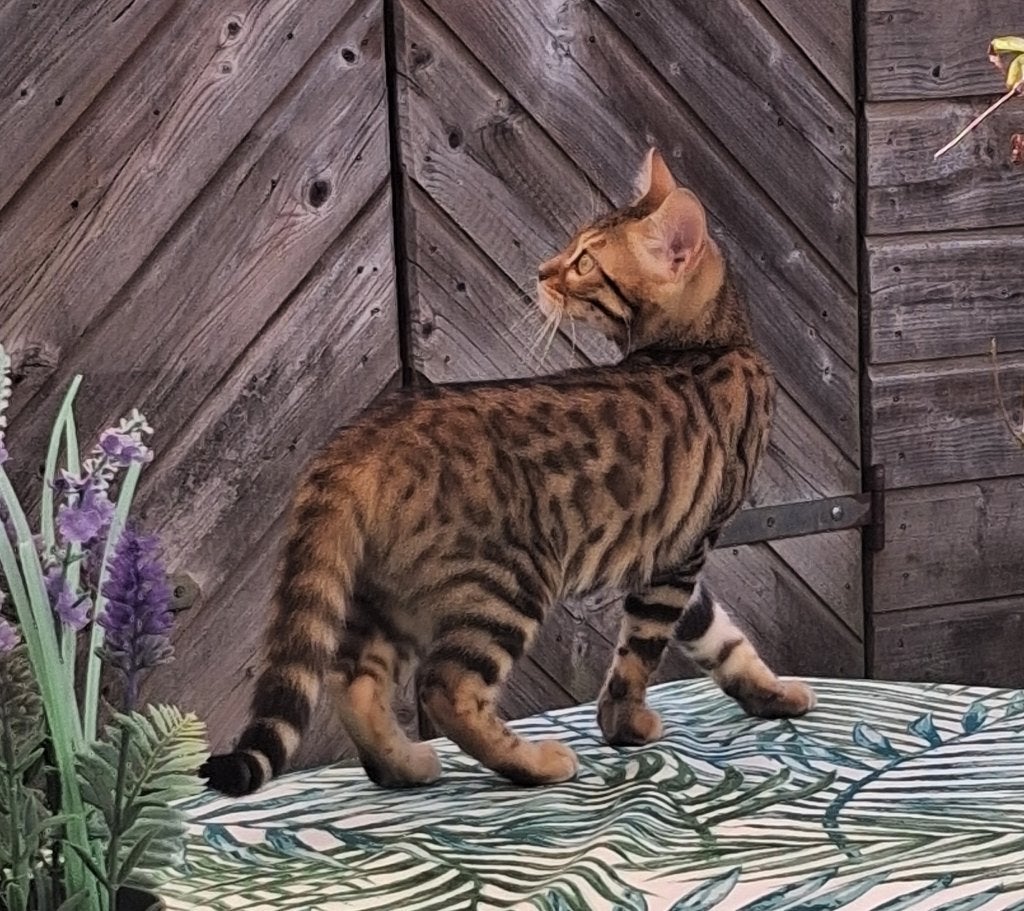 Bengaal/Bengaals poesje met stamboom, Poes, Met stamboom, 0 tot 2 jaar