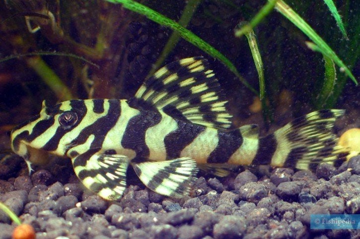 Peckoltia compta L134