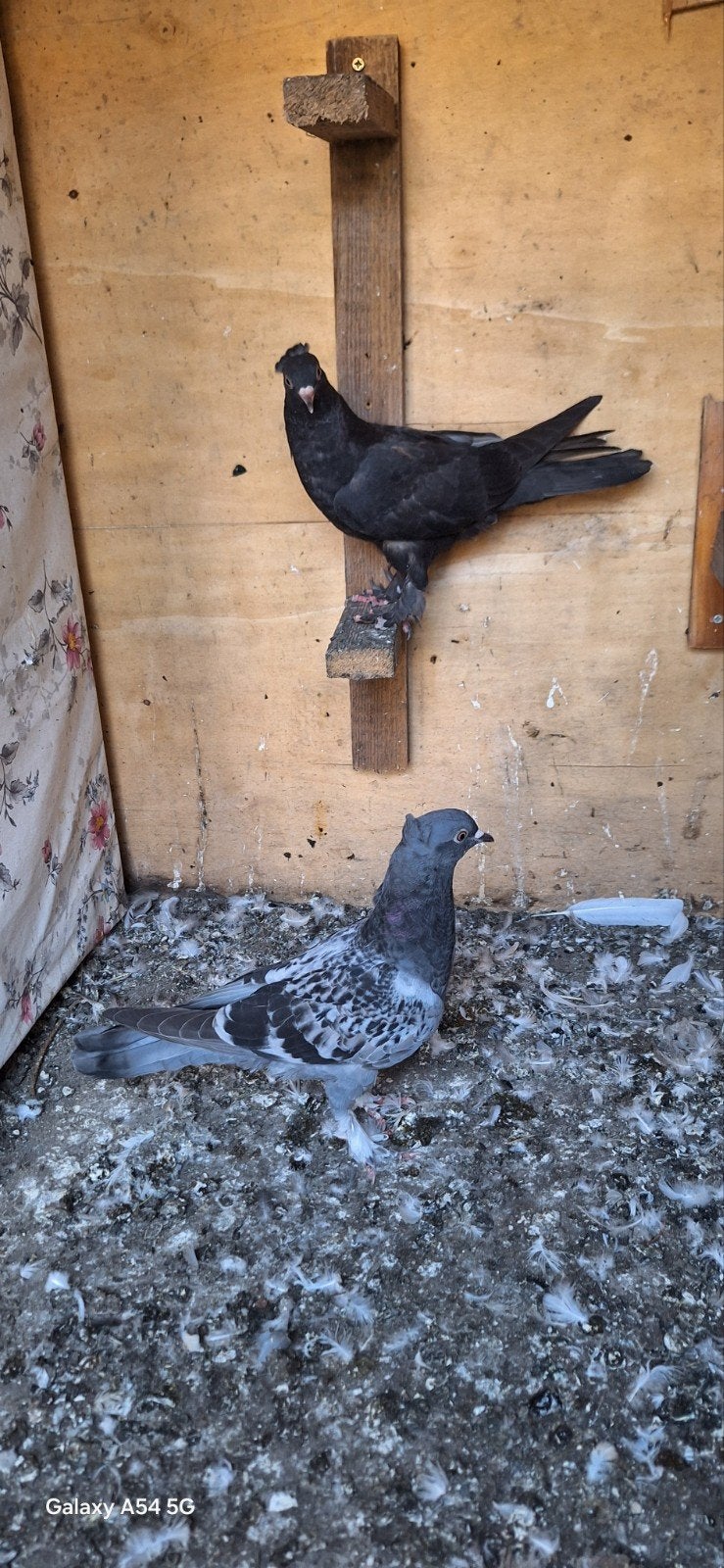 takla, Dieren en Toebehoren, Meerdere dieren, Postduif