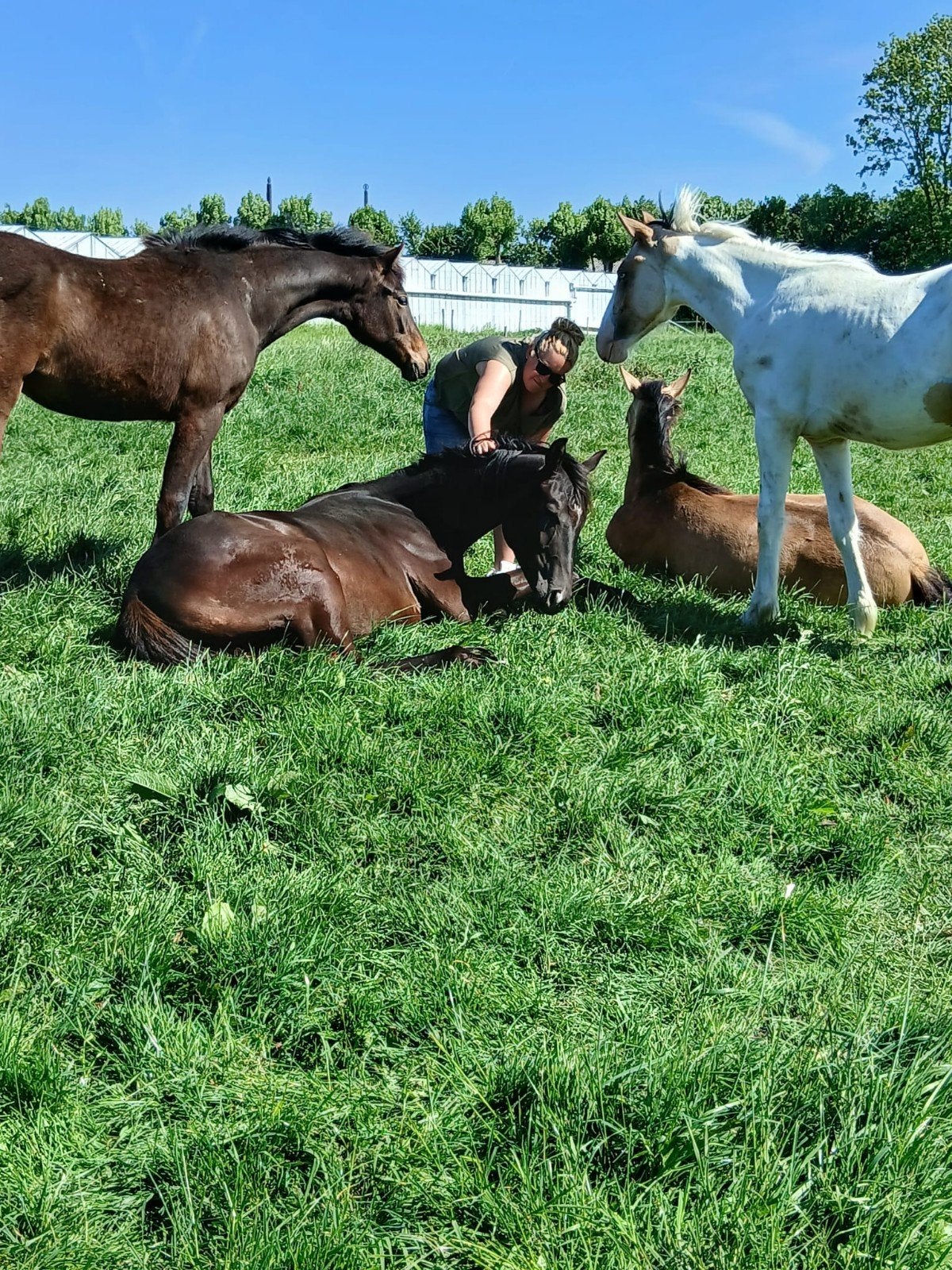 opfok plek.  merrie en hengstveulen van 2026, Opfok, 4 paarden of pony's of meer