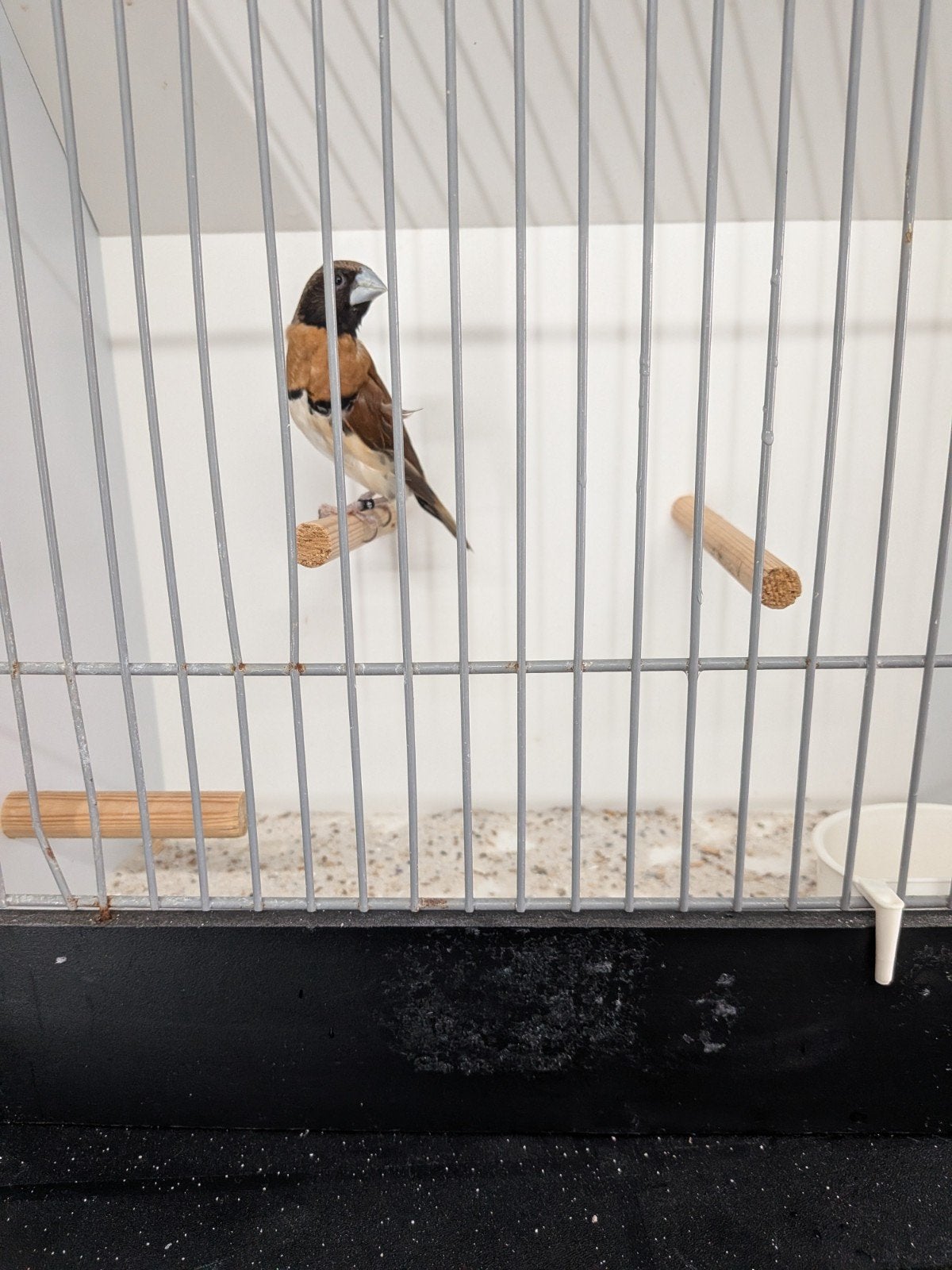 bruiborst rietvink man, Dieren en Toebehoren, Mannelijk