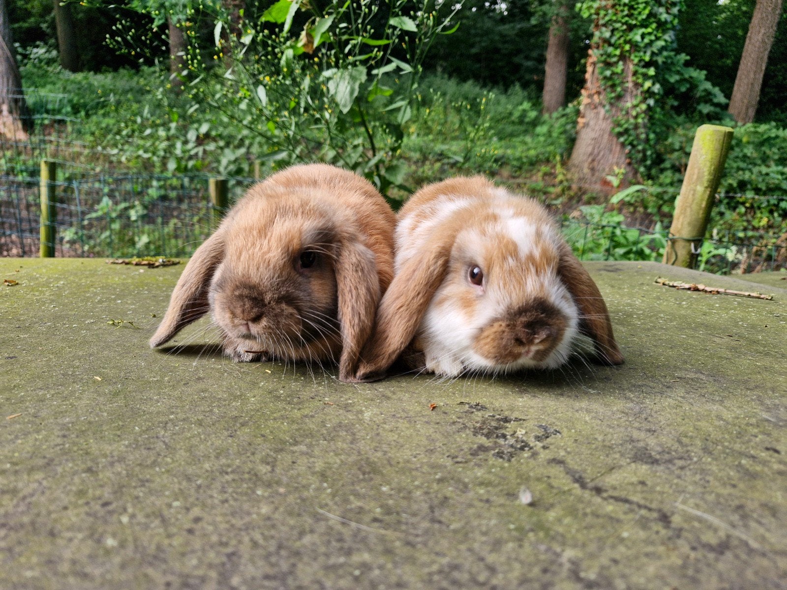 Nederlandse dwerg hangoor konijntjes te koop, Meerdere dieren, Dwerg, Hangoor