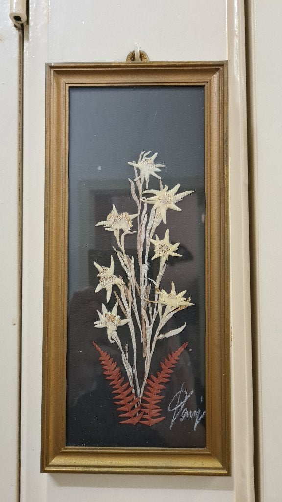 Schilderijtje met echte Edelweis bloemen, Ophalen of Verzenden, Achter glas, Bloemen