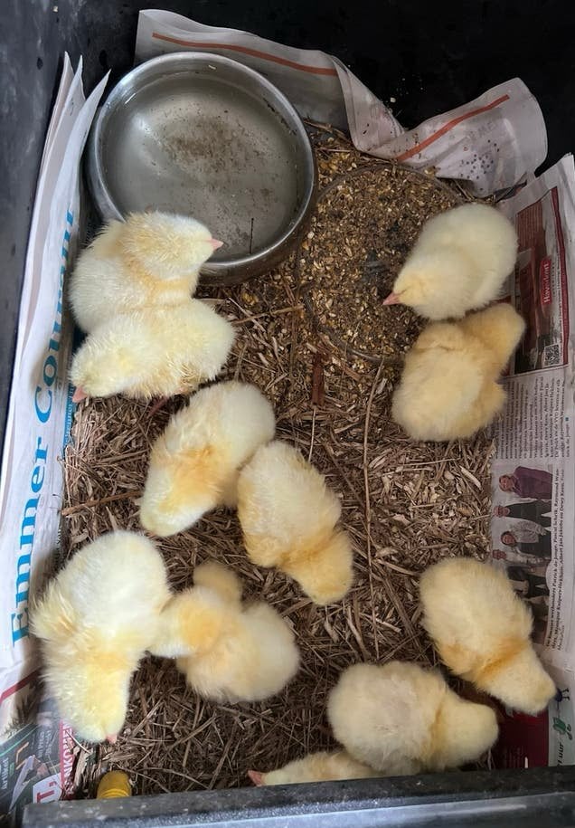 Ross 308 kuikens, Dieren en Toebehoren, Pluimvee, Geslacht onbekend, Kip