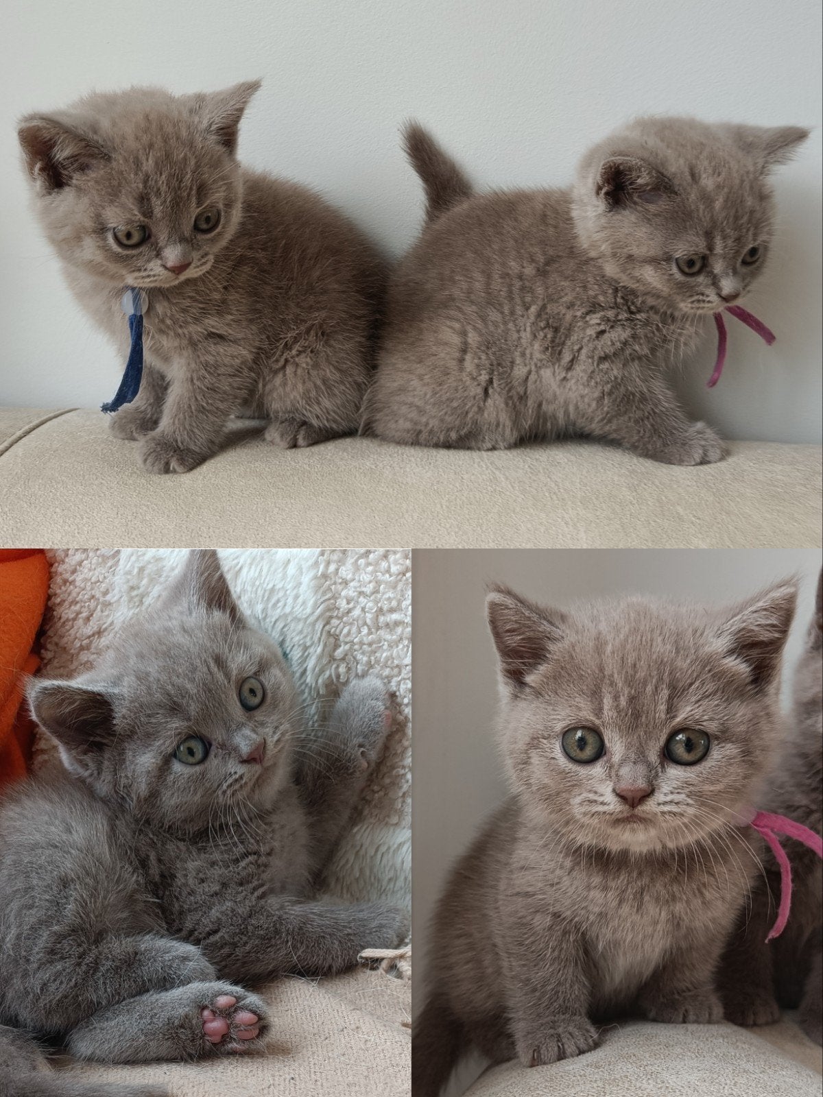 Prachtige lilac Brits korthaar kittens, Dieren en Toebehoren, Meerdere dieren, Ontwormd, 0 tot 2 jaar