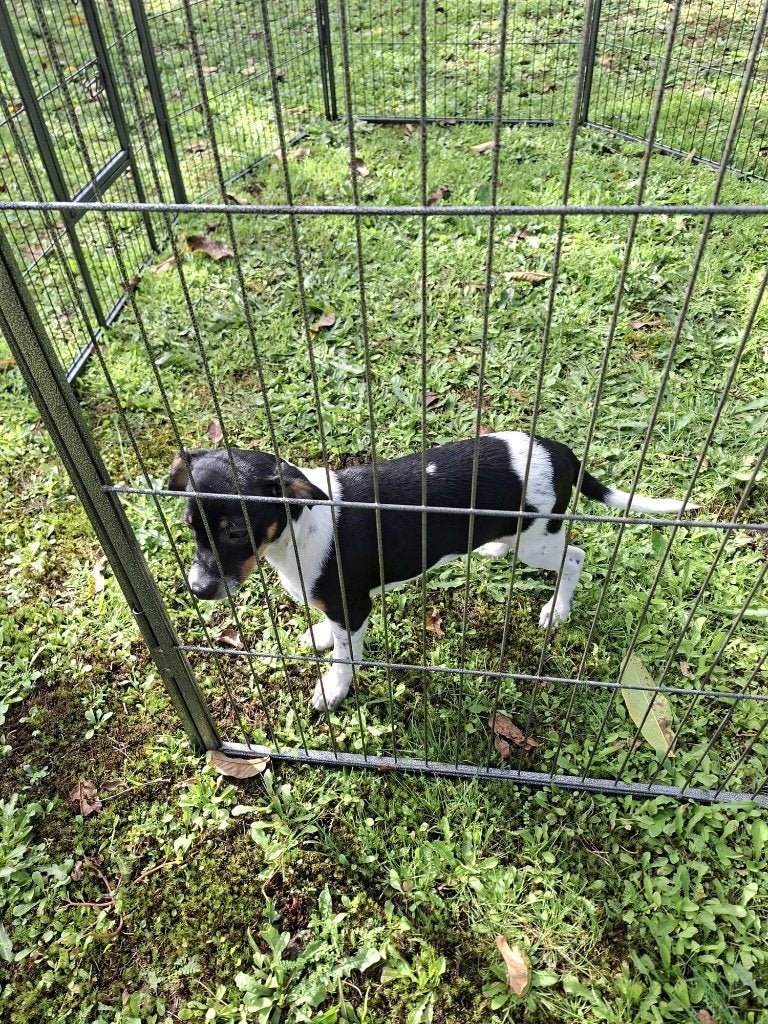boerenfox puppie, Jack Russell Terriër, Reu, 8 tot 15 weken, Eén hond