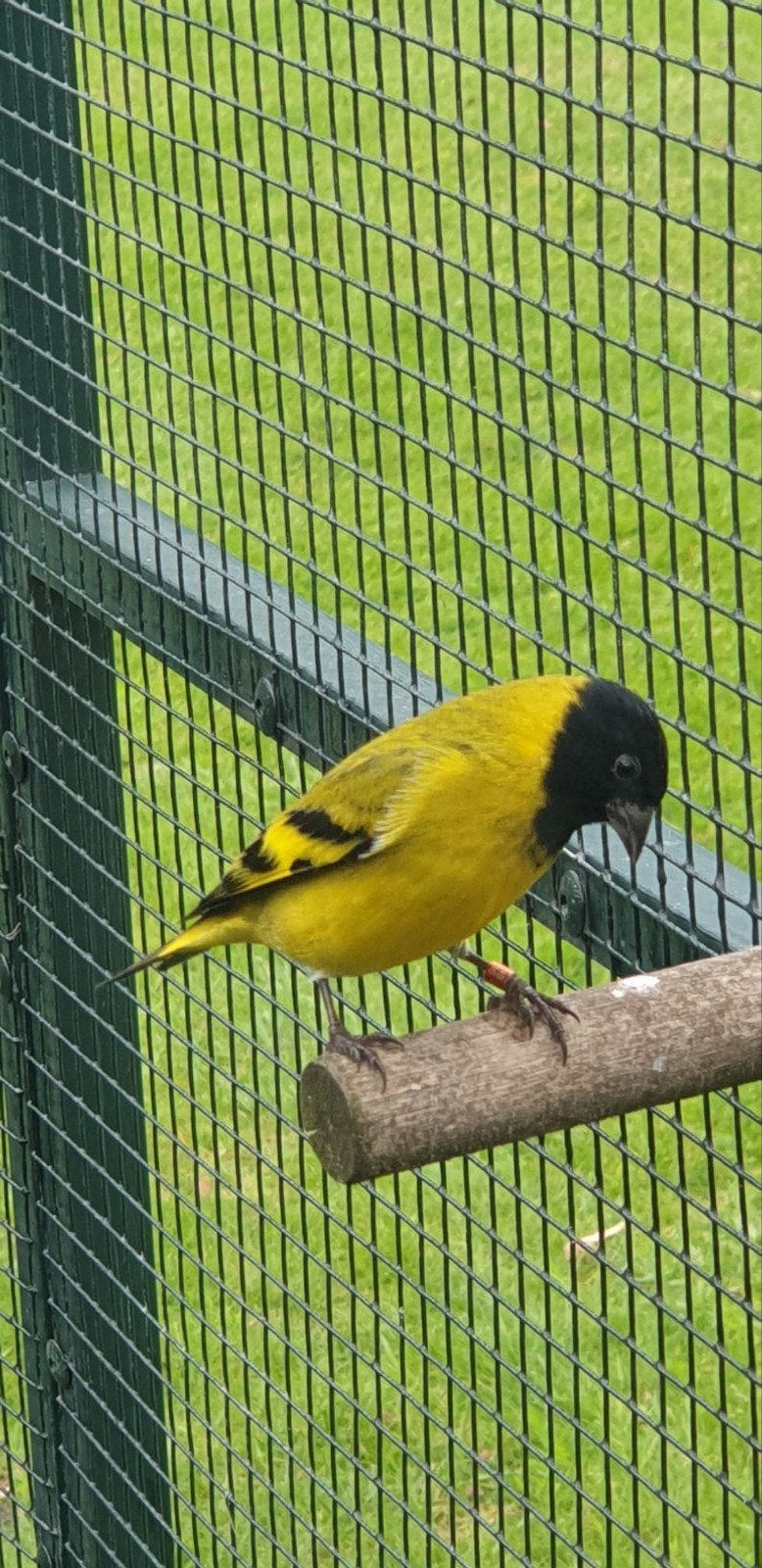 zwartkop sijzen+_)14 stukks, Dieren en Toebehoren, Wildzangvogel
