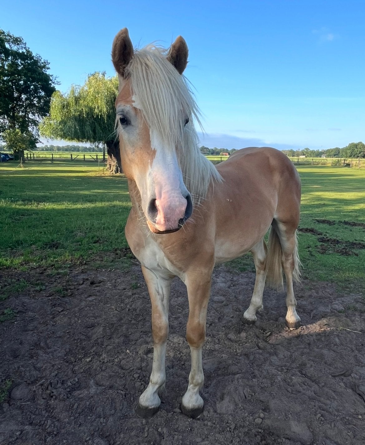 Haflinger ruin, Ruin, Recreatiepony, 0 tot 2 jaar