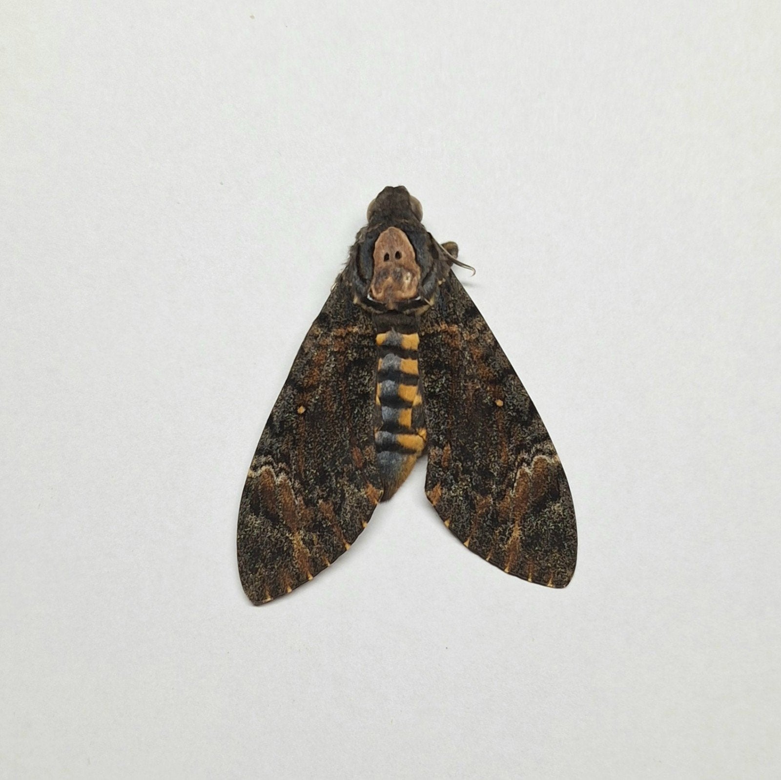 doodshoofd mot ongeprepareerd Acherontia styx, Ophalen of Verzenden, Nieuw, Insect, Opgezet dier