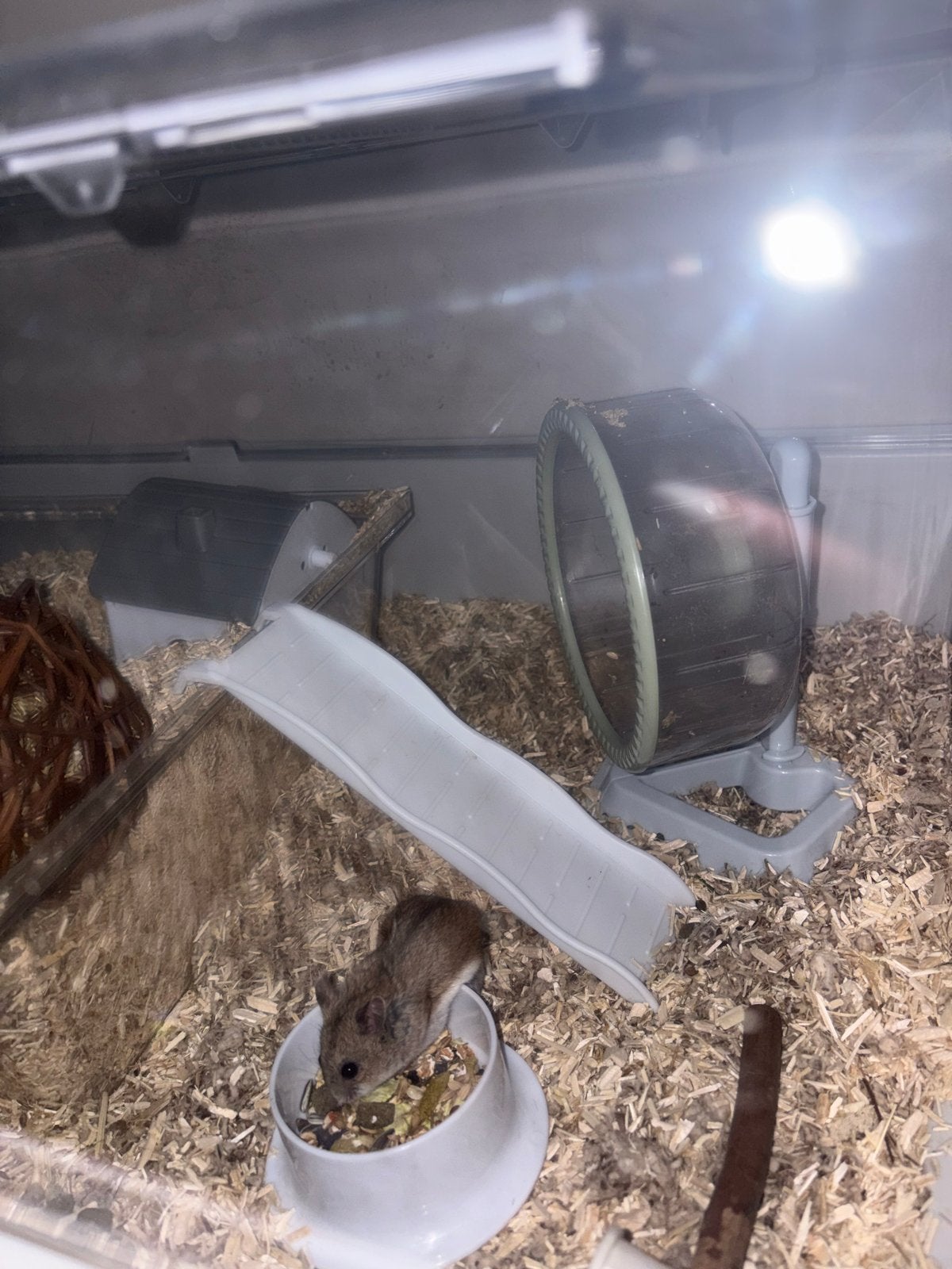 Hamster met kooi compeet!, Hamster, Maart, Mannelijk, Tam