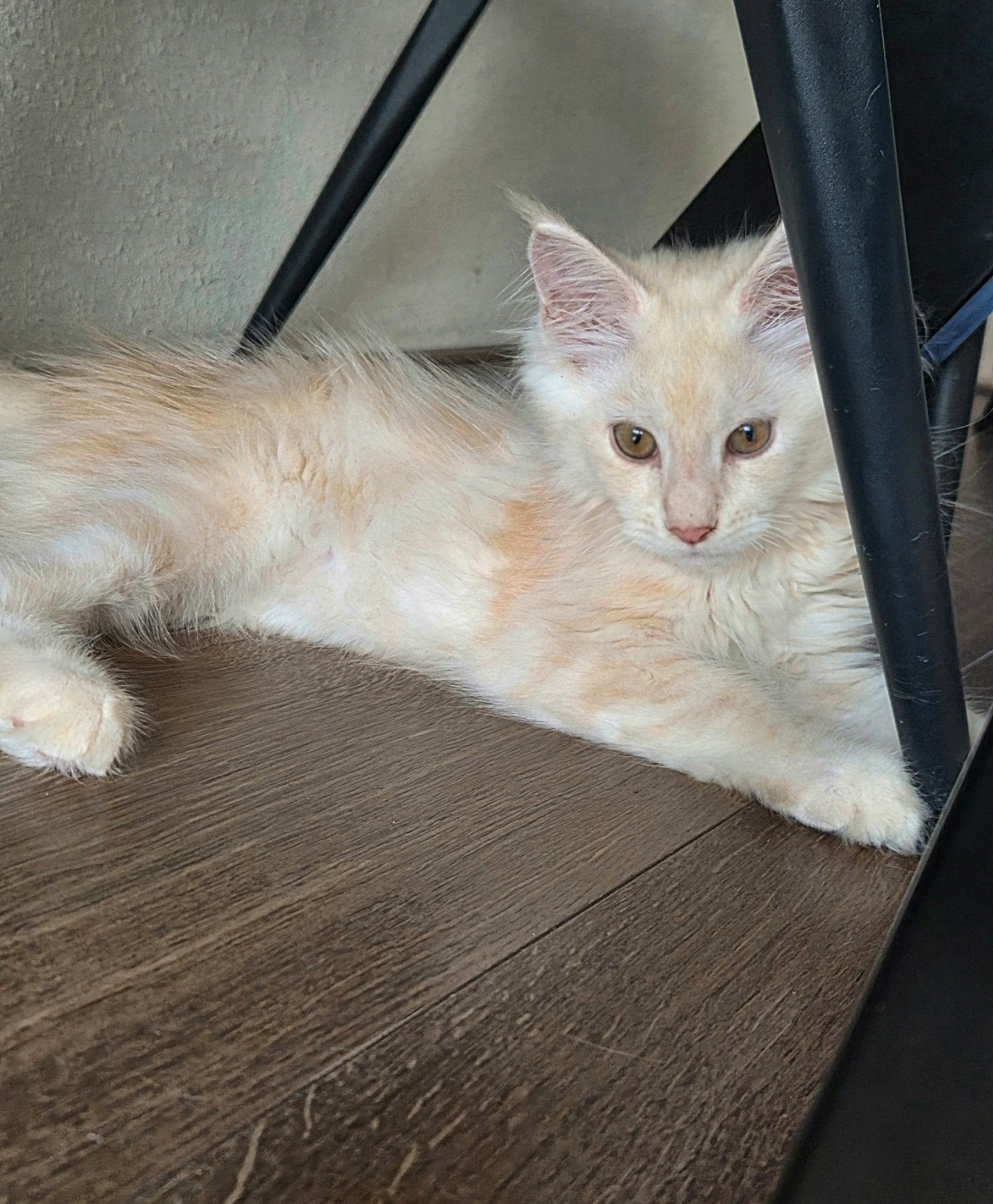 Open Maine coon kater (stamboom), Kater, Met stamboom, 0 tot 2 jaar