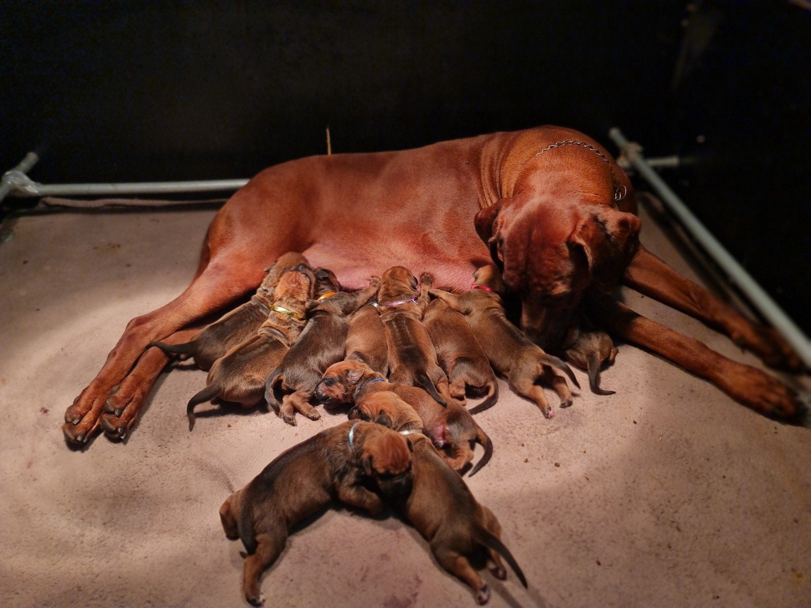 Verwacht, Rhodesian ridgeback pups, 8 tot 15 weken, Meerdere, Meerdere dieren, Nederland