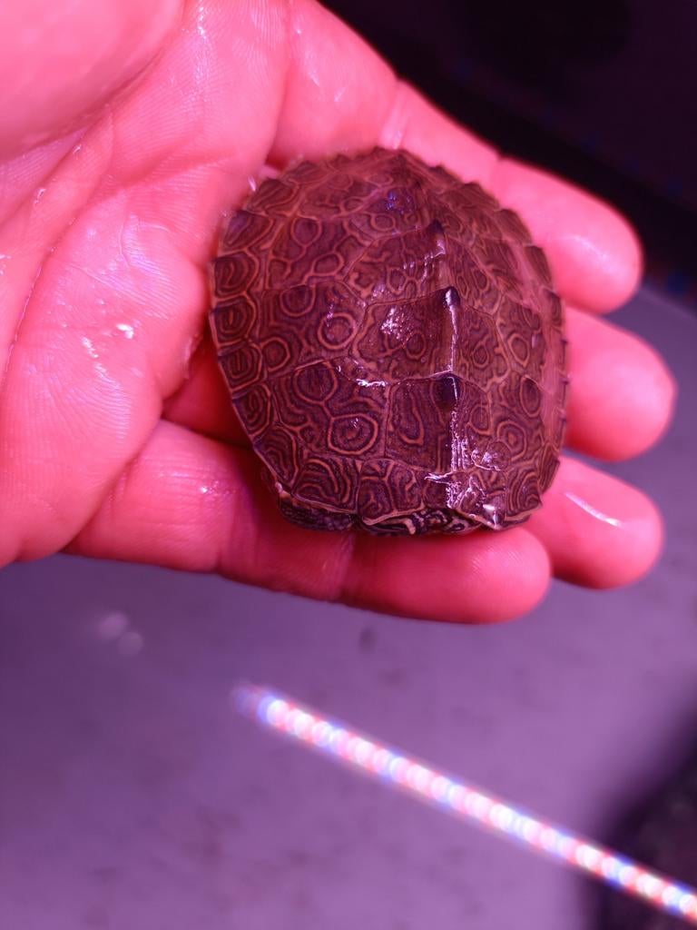 Zaagrug schildpad, Schildpad, 0 tot 2 jaar