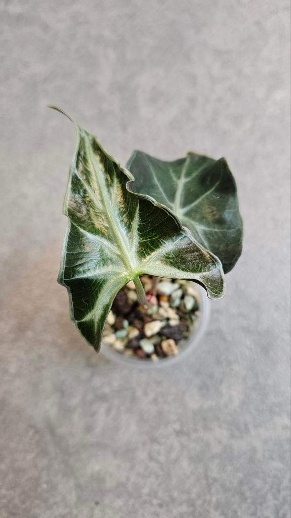 Alocasia Loco, Ophalen of Verzenden, Halfschaduw, Minder dan 100 cm