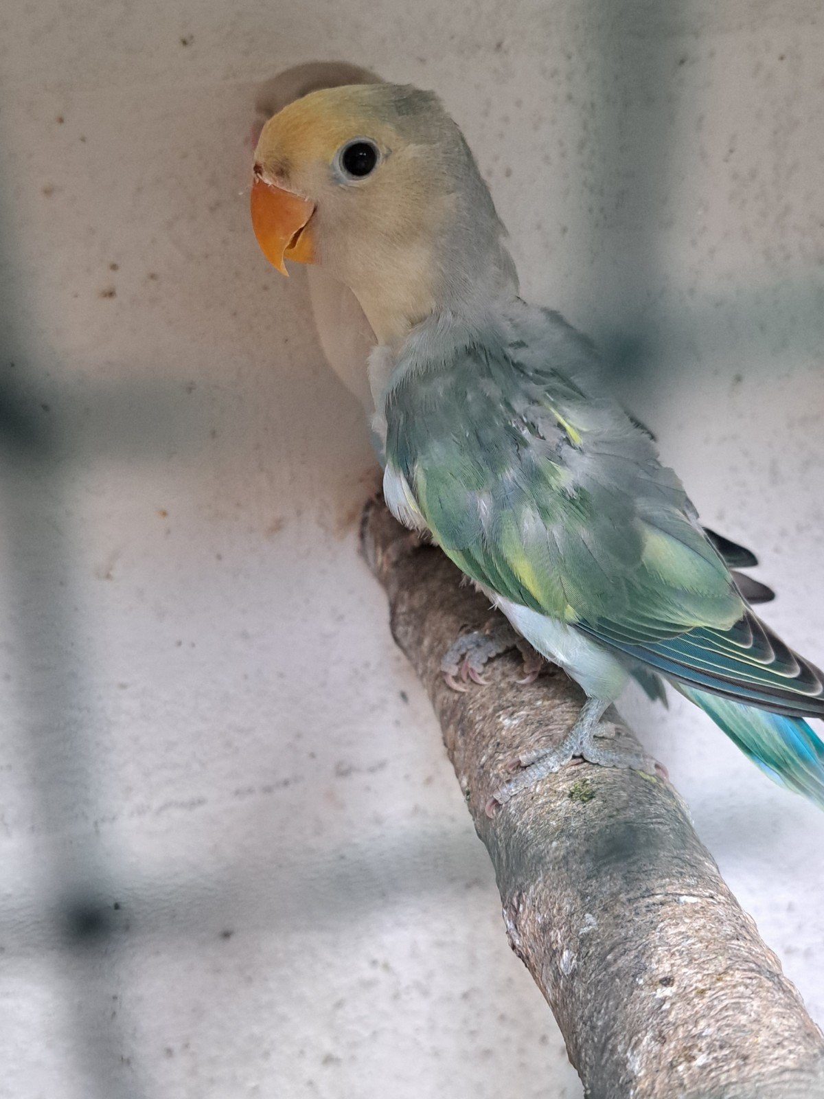 agapornis jonkie baby love bird vogel, Dieren en Toebehoren, Geslacht onbekend, Dwergpapegaai of Agapornis, Tam