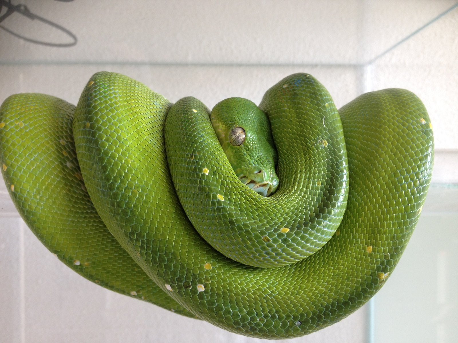 Morelia Viridis Green Tree Python photo 2