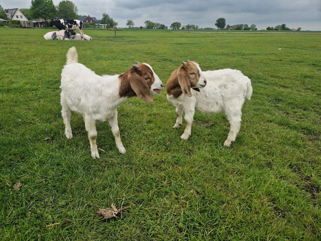 Jonge boergeiten; geit en bok, Meerdere dieren, Geit, 0 tot 2 jaar