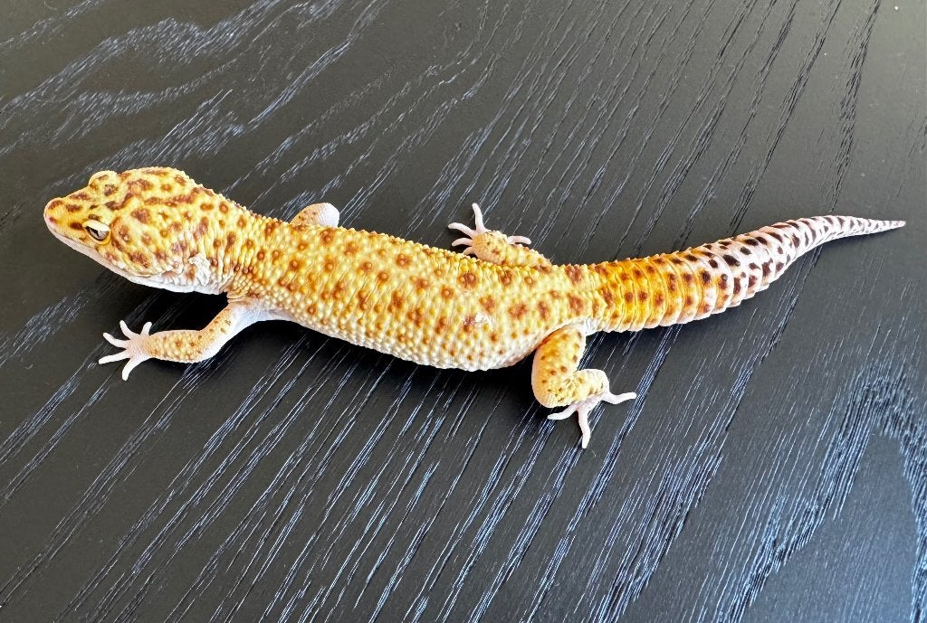 Luipaardgekko's White & Yellow Tremper albino, Dieren en Toebehoren, Reptielen en Amfibieën, Hagedis, Tam, 0 tot 2 jaar
