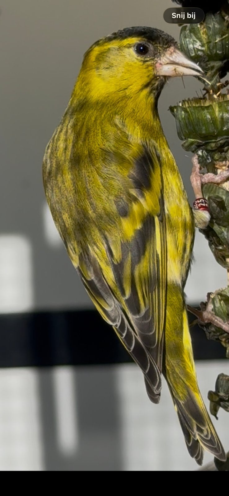 Europese sijs, Dieren en Toebehoren, Mannelijk, Wildzangvogel