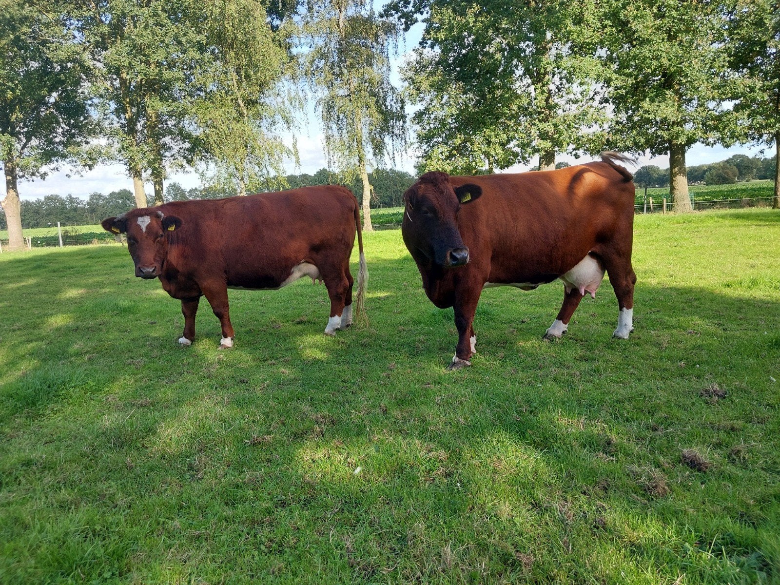 Te koop twee  brandrode zoogstellen., Dieren en Toebehoren, Meerdere dieren