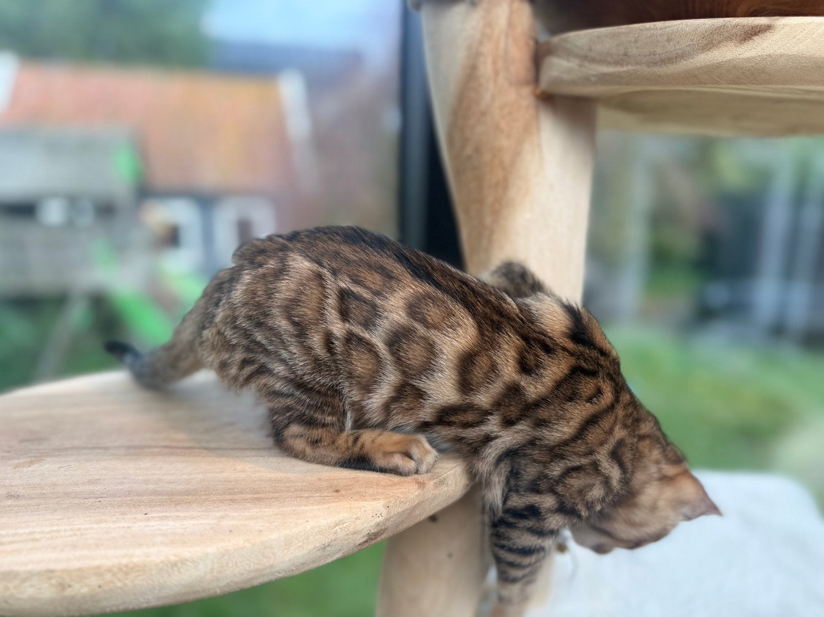 Bengaal kitten kater met stamboom ouders getest, Dieren en Toebehoren, Kater, Met stamboom, 0 tot 2 jaar