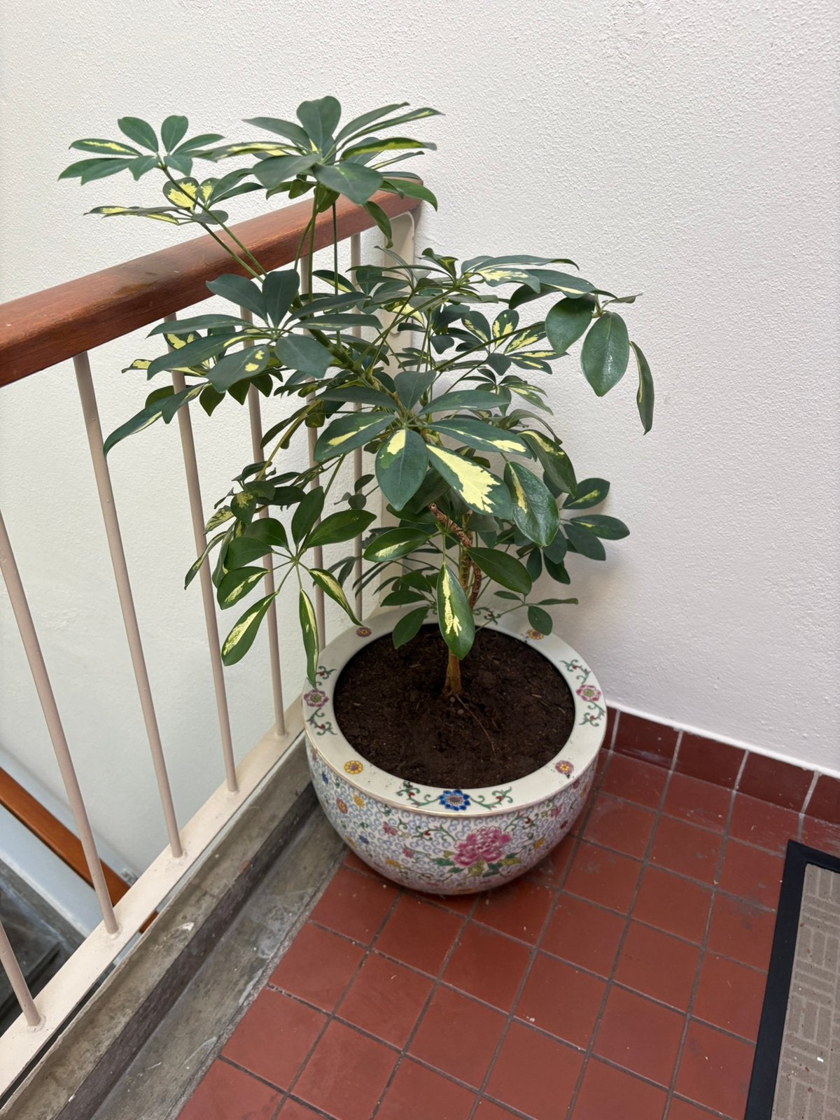 Plant inclusief chinese pot, Ophalen of Verzenden, Halfschaduw, Minder dan 100 cm