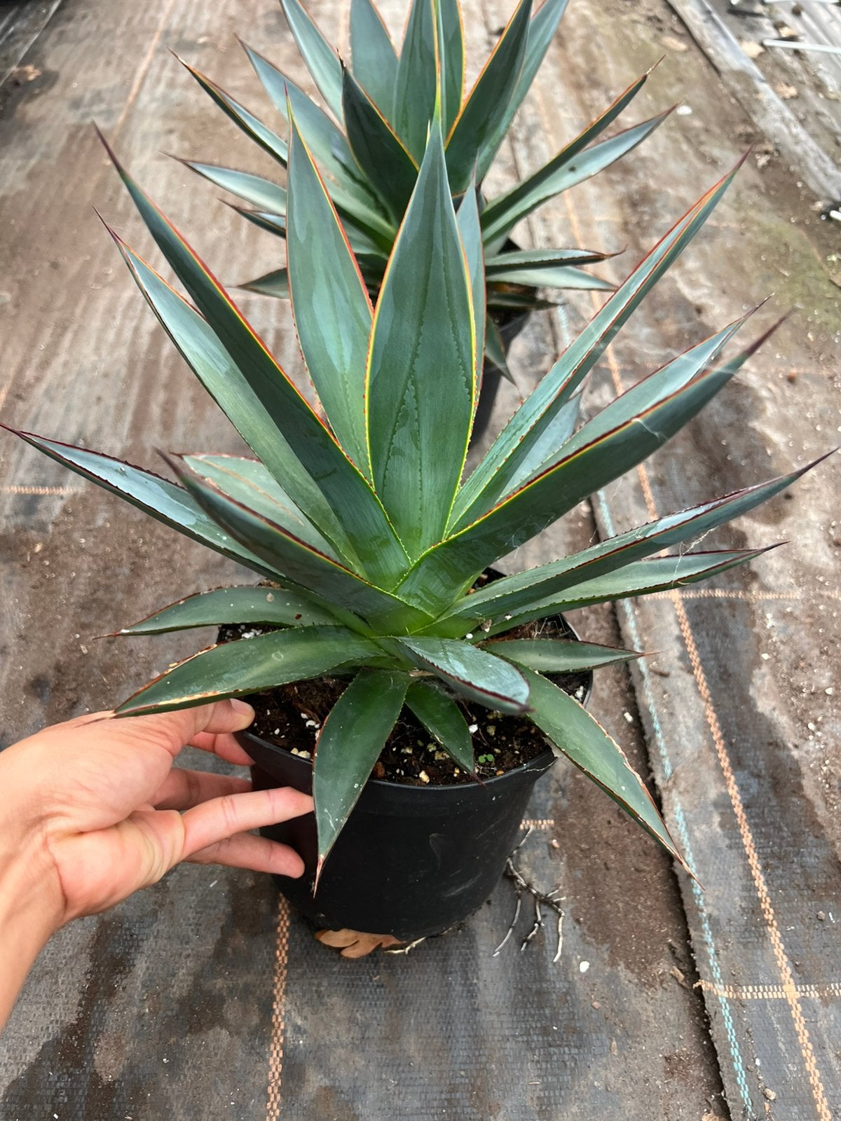 Agave shaka zulu, Ophalen of Verzenden, Bloeit niet, Overige soorten, Volle zon