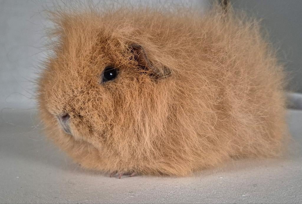Ch-Teddy Buff beertje van 6nov25., Dieren en Toebehoren, Knaagdieren, Cavia, Mannelijk, November, Tam